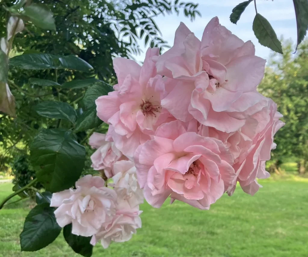 Flower in the garden