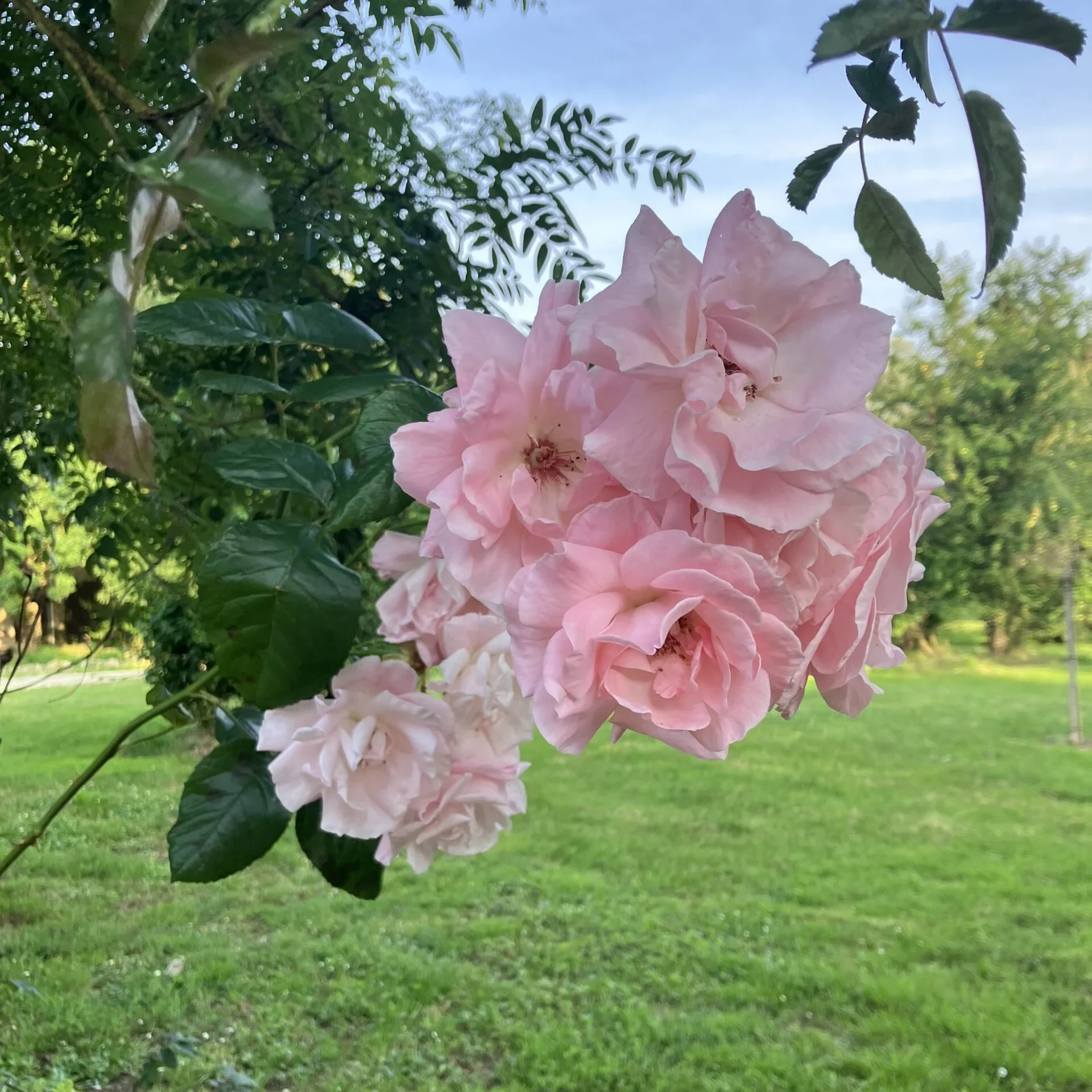 Fleur dans le jardin