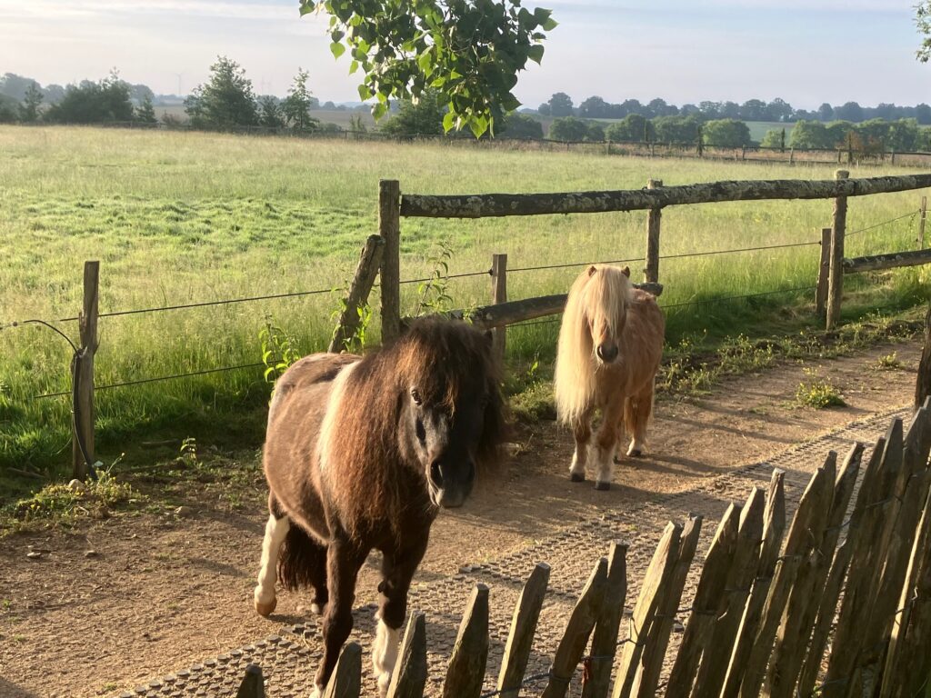 Les poneys