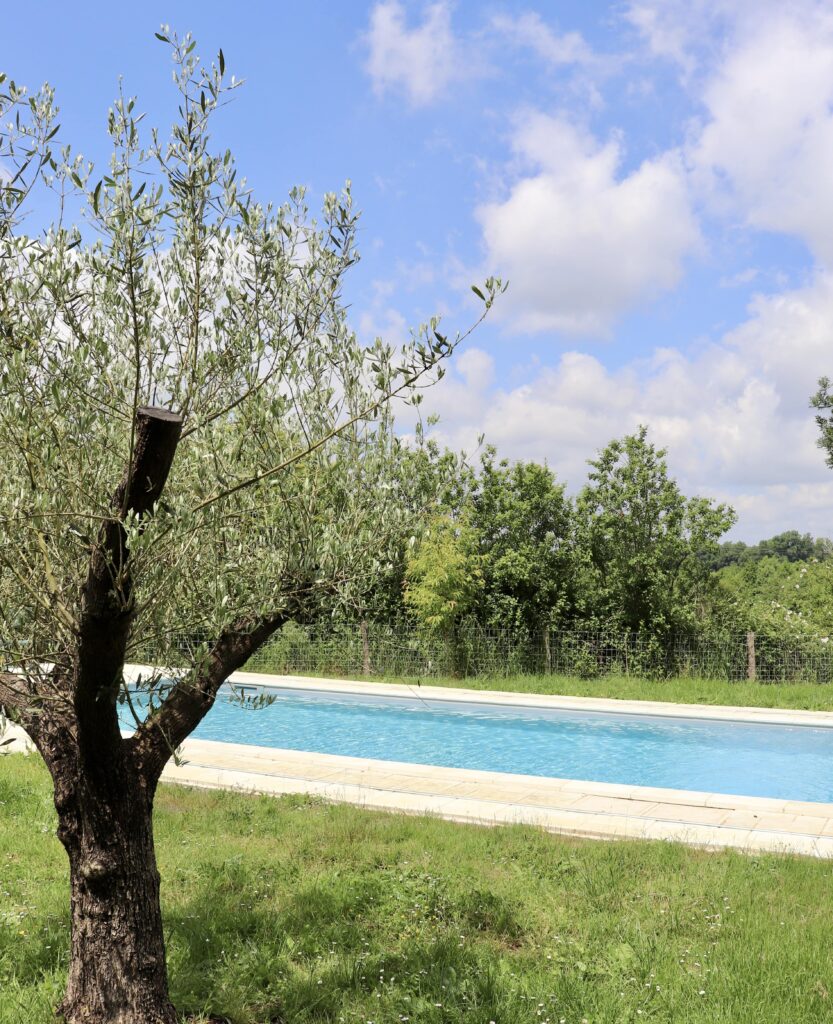 Swimming Pool and olive tree